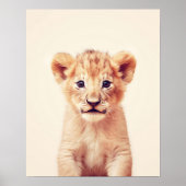 Baby Lion Poster (Vorne)
