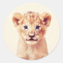 Baby Lion