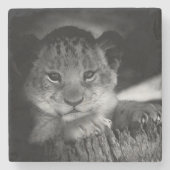 Baby Lion Steinuntersetzer (Vorderseite)