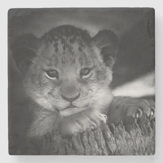 Baby Lion Steinuntersetzer (Vorderseite)