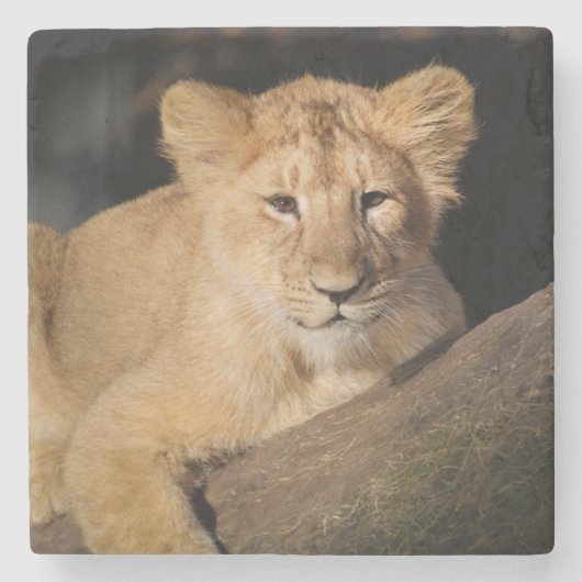 Baby Lion Steinuntersetzer (Vorderseite)