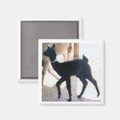BABY LLAMA MAGNET (Vorderseite/Rückseite)