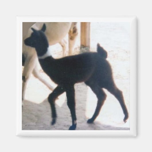 BABY LLAMA MAGNET (Vorne)
