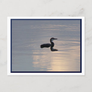 Baby Loon/Northern MN Postcard Postkarte