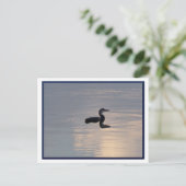 Baby Loon/Northern MN Postcard Postkarte (Stehend Vorderseite)