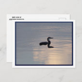 Baby Loon/Northern MN Postcard Postkarte (Vorne/Hinten)