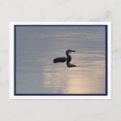 Baby Loon/Northern MN Postcard Postkarte (Vorderseite)