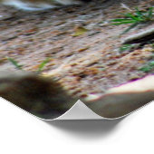 Baby-Löwe-Cube Poster (Ecke)