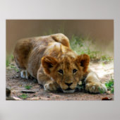 Baby-Löwe-Cube Poster (Vorne)