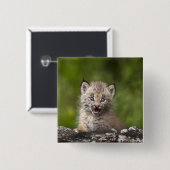 Baby-Luchs, der über A gefallenem Baum schaut Button (Vorne & Hinten)