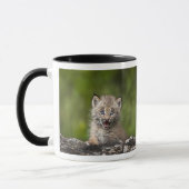 Baby-Luchs, der über A gefallenem Baum schaut Tasse (Links)