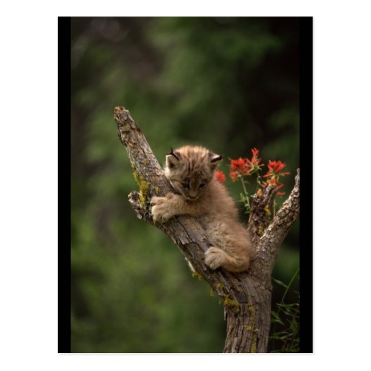 Baby Luchs Klettern Postkarte Zazzle De