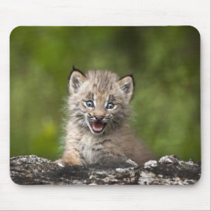 Baby-Luchs (Luchs Canadensis) schauend über A Mousepad
