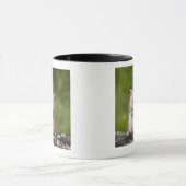 Baby-Luchs (Luchs Canadensis) schauend über A Tasse (Zentrum)