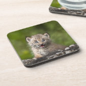 Baby-Luchs (Luchs Canadensis) schauend über A Untersetzer (Linke Seite)