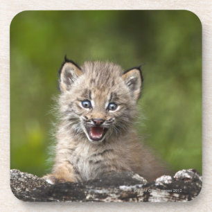 Baby-Luchs (Luchs Canadensis) schauend über A Untersetzer