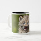 Baby-Luchs (Luchs Canadensis) schauend über A Zweifarbige Tasse (Vorderseite Links)
