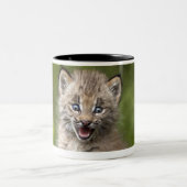 Baby-Luchs (Luchs Canadensis) schauend über A Zweifarbige Tasse (Mittel)