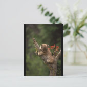 Baby Lynx Climbing Postkarte (Stehend Vorderseite)