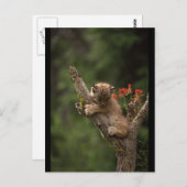 Baby Lynx Climbing Postkarte (Vorne/Hinten)