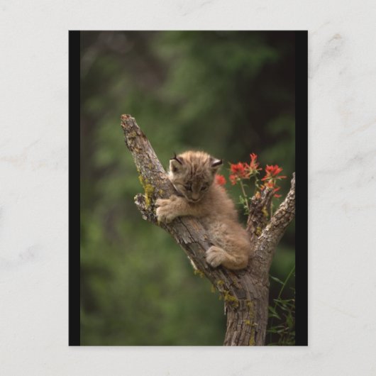 Baby Lynx Climbing Postkarte (Vorderseite)