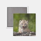 Baby Lynx (Lynx Canadensis) mit Blick auf eine Magnet (Vorderseite/Rückseite)