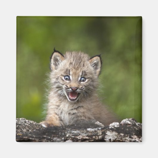 Baby Lynx (Lynx Canadensis) mit Blick auf eine Magnet (Vorne)
