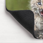 Baby Lynx (Lynx Canadensis) mit Blick auf eine Mousepad (Ecke)