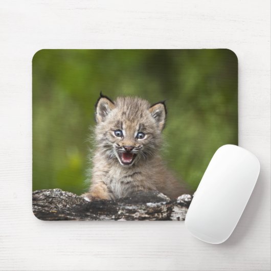 Baby Lynx (Lynx Canadensis) mit Blick auf eine Mousepad (Mit Mouse)
