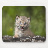 Baby Lynx (Lynx Canadensis) mit Blick auf eine Mousepad (Vorne)