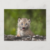 Baby Lynx (Lynx Canadensis) mit Blick auf eine Postkarte (Vorderseite)