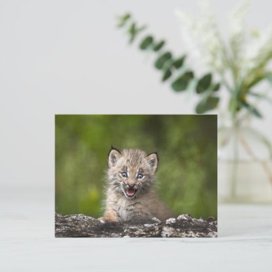 Baby Lynx (Lynx Canadensis) mit Blick auf eine Postkarte (Stehend Vorderseite)