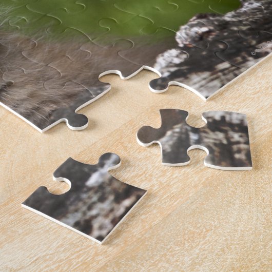 Baby Lynx (Lynx Canadensis) mit Blick auf eine Puzzle (Seite)