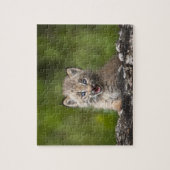 Baby Lynx (Lynx Canadensis) mit Blick auf eine Puzzle (Vertikal)