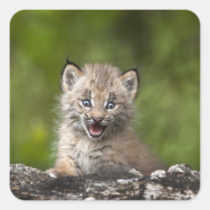 Baby Lynx (Lynx Canadensis) mit Blick auf eine Quadratischer Aufkleber