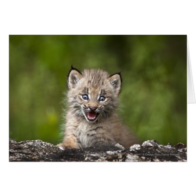 Baby Lynx mit Blick auf einen gefallenen Baum (Vorderseite (Horizontal))