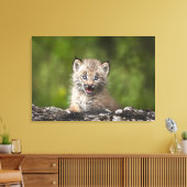 Baby Lynx mit Blick auf einen gefallenen Baum Leinwanddruck (Insitu (Wohnzimmer))