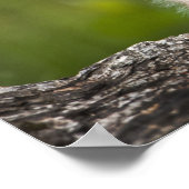 Baby Lynx mit Blick auf einen gefallenen Baum Poster (Ecke)