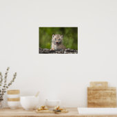 Baby Lynx mit Blick auf einen gefallenen Baum Poster (Küche)