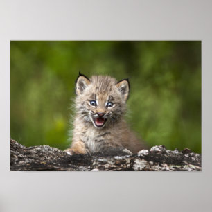 Baby Lynx mit Blick auf einen gefallenen Baum Poster