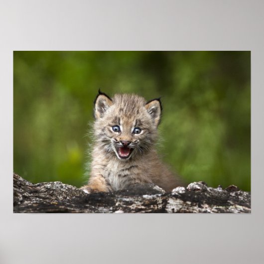 Baby Lynx mit Blick auf einen gefallenen Baum Poster (Vorne)