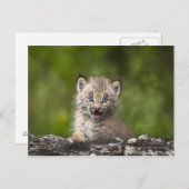 Baby Lynx mit Blick auf einen gefallenen Baum Postkarte (Vorne/Hinten)