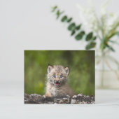 Baby Lynx mit Blick auf einen gefallenen Baum Postkarte (Stehend Vorderseite)