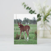 Baby Lynx Postkarte (Stehend Vorderseite)