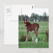 Baby Lynx Postkarte (Vorne/Hinten)