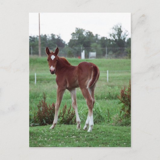 Baby Lynx Postkarte (Vorderseite)