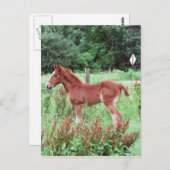 Baby Lynx Postkarte (Vorne/Hinten)