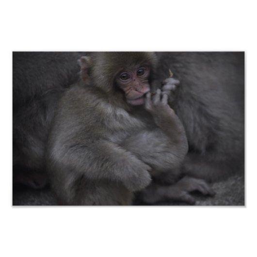 Baby Macaque, Macaco Bebe Fotodruck (Vorne)