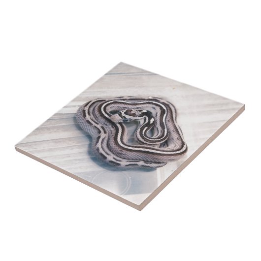 Baby-Mais-Schlange Fliese (Seite)