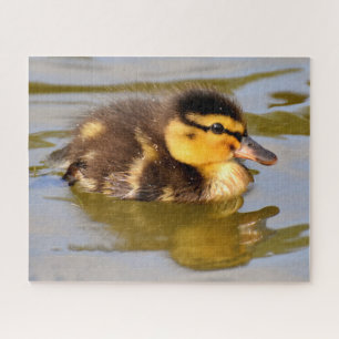 Baby Mallard Duck schwimmen Puzzle